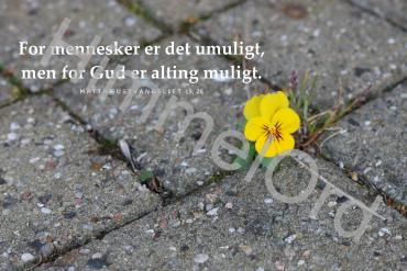 Nr. 19