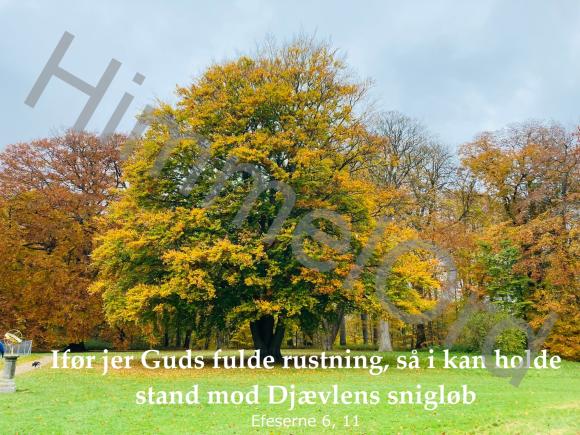 Nr. 29